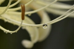 雨が残したもの