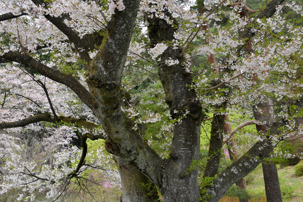 千人塚公園の桜