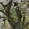 千人塚公園の桜