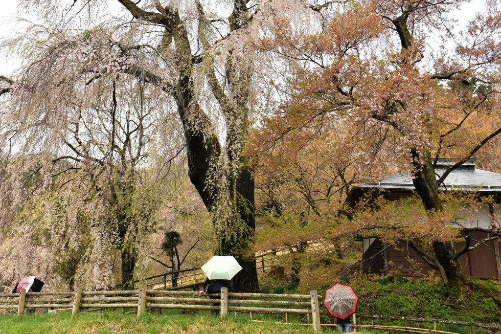 勝間薬師堂の枝垂桜