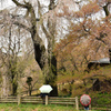 勝間薬師堂の枝垂桜