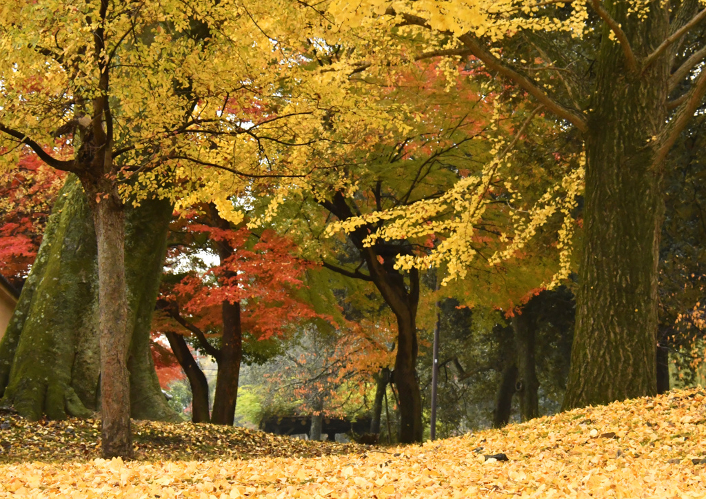 みとりゐ池園地の紅葉