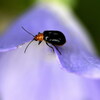 一寸の虫にも