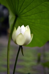 白芙蓉