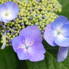 近所の紫陽花