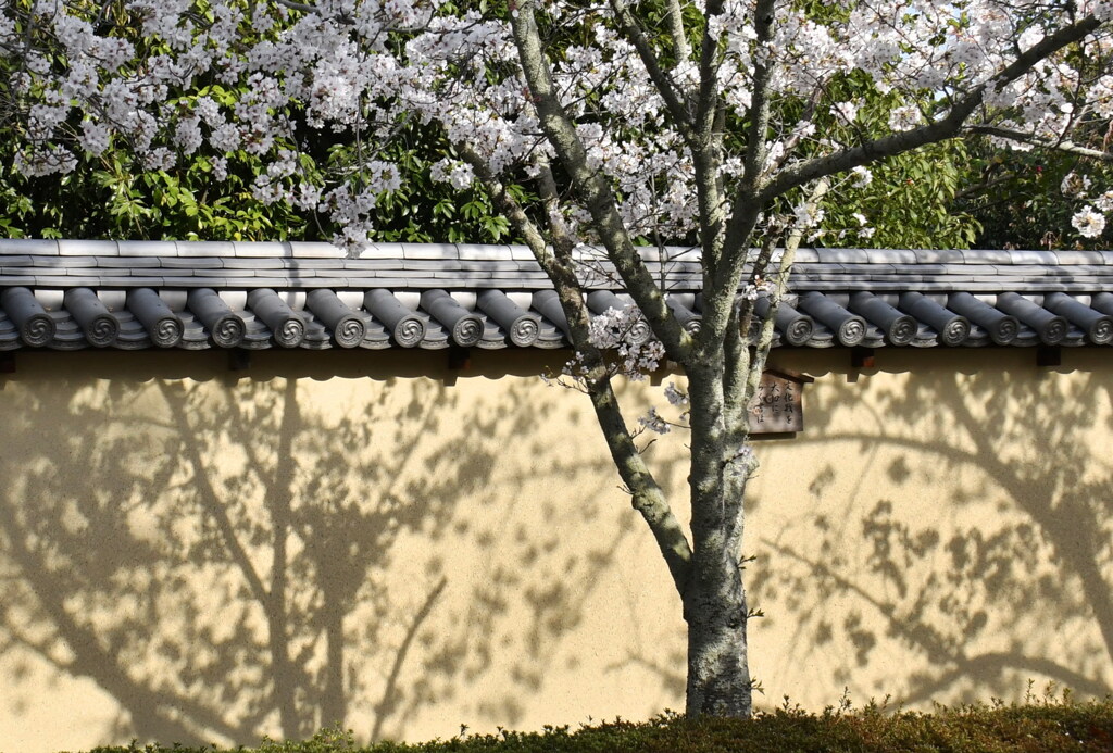 花の影