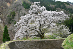 駒つなぎの桜