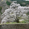 駒つなぎの桜