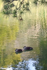 薬師池公園の鴨