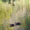 薬師池公園の鴨