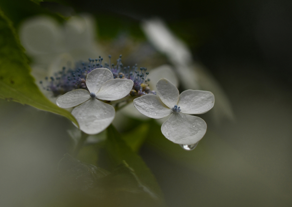 梅雨入り