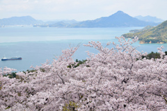 しまなみ海道の桜