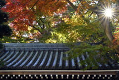 紅葉はまだ五分