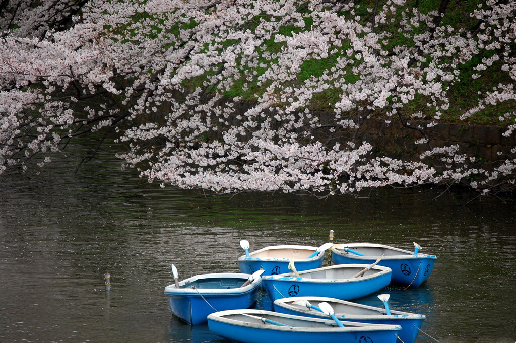 満開、千鳥ヶ淵