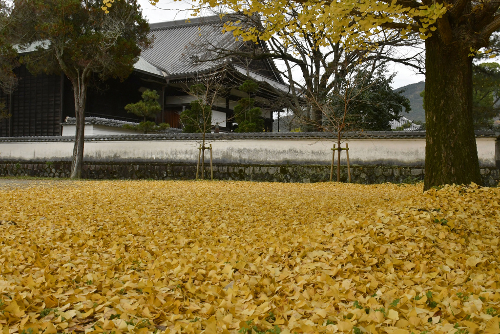 ただ一面に
