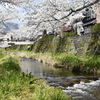 わが町の桜