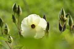 初秋の花