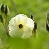初秋の花