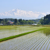 初夏の風景