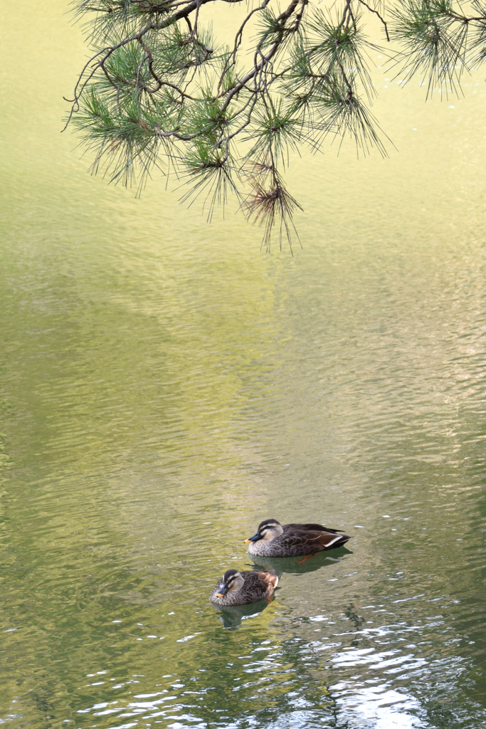 薬師池公園の鴨