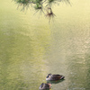 薬師池公園の鴨