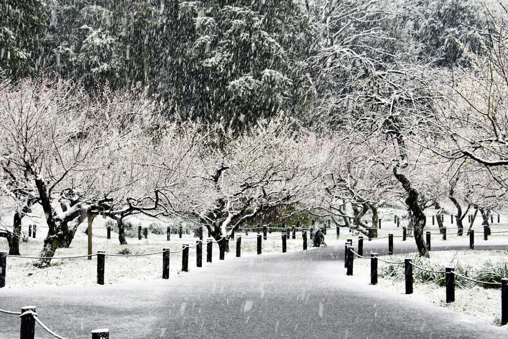 雪降り止まず