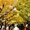 やっと黄葉