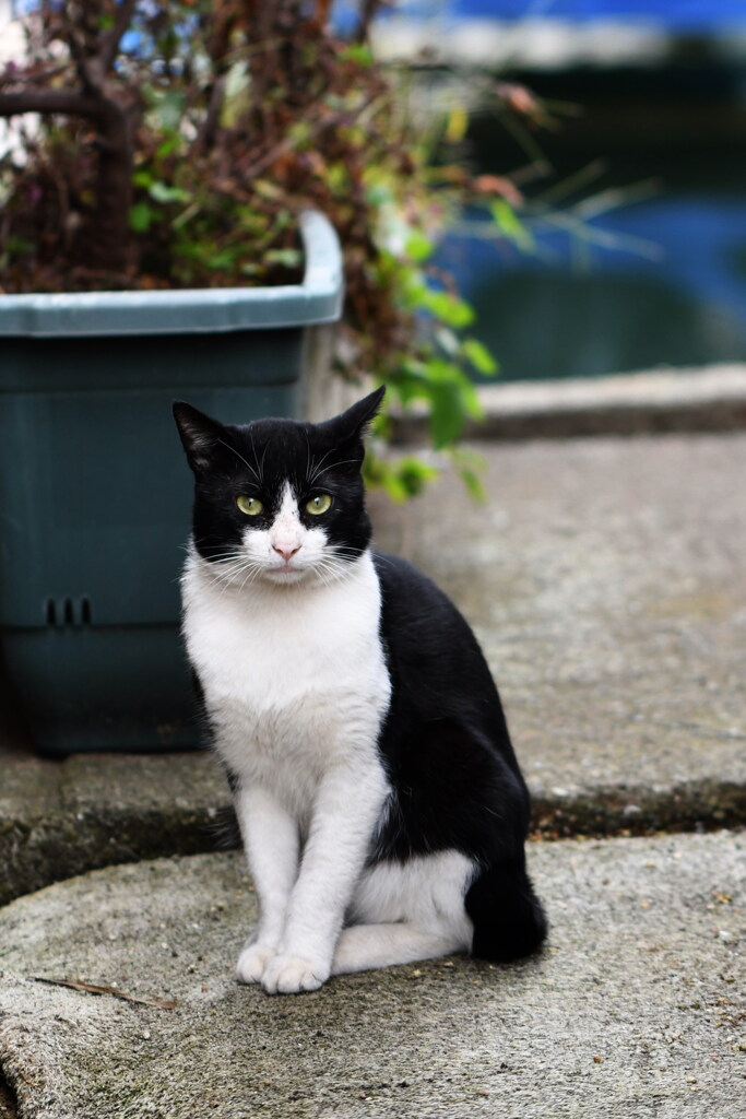 子安漁港の猫