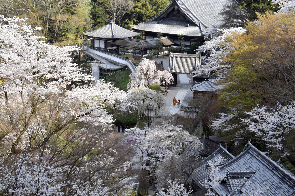 長谷寺は桜満開！