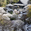 長谷寺は桜満開！