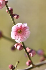 暖春