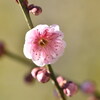 暖春