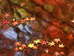 不退寺の紅葉