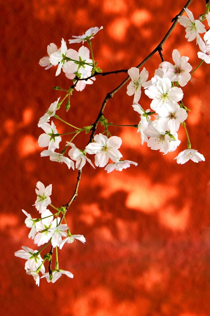 桜一枝
