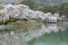 千人塚公園の桜