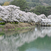千人塚公園の桜