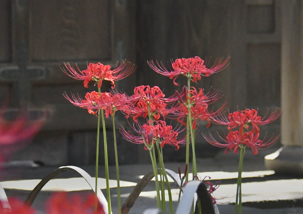 門前に咲く