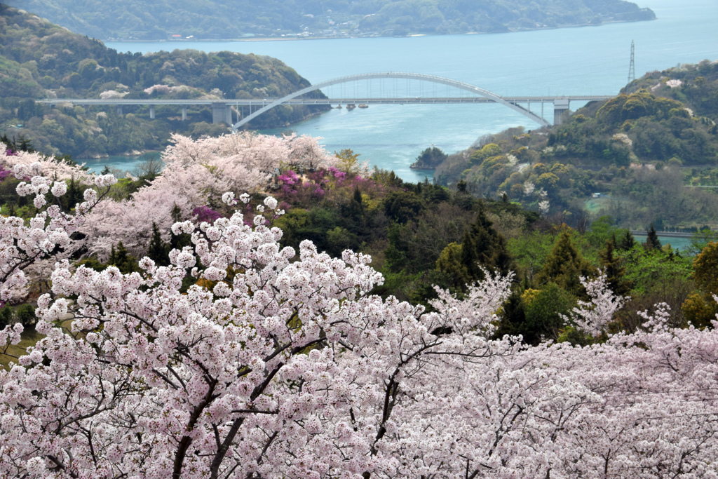 春爛漫しまなみ海道