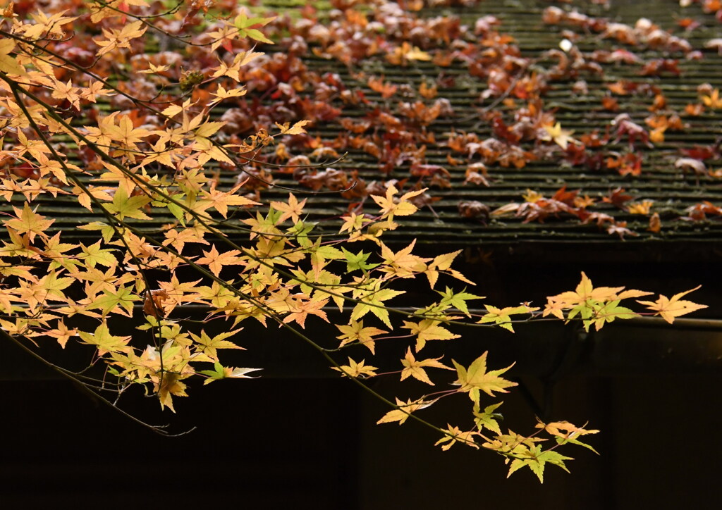 残る紅葉散る紅葉