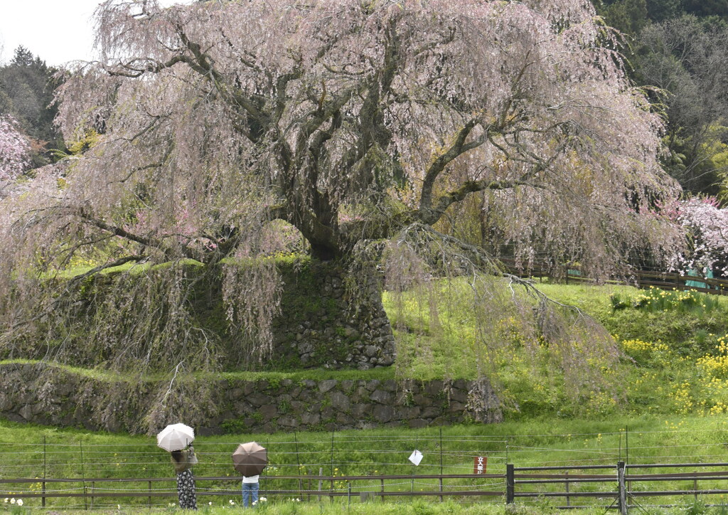 宇陀の又兵衛桜