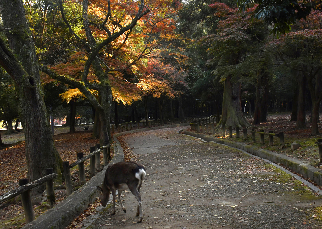 奈良公園の朝