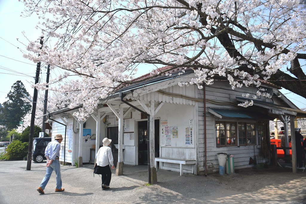 桜満開のステーション