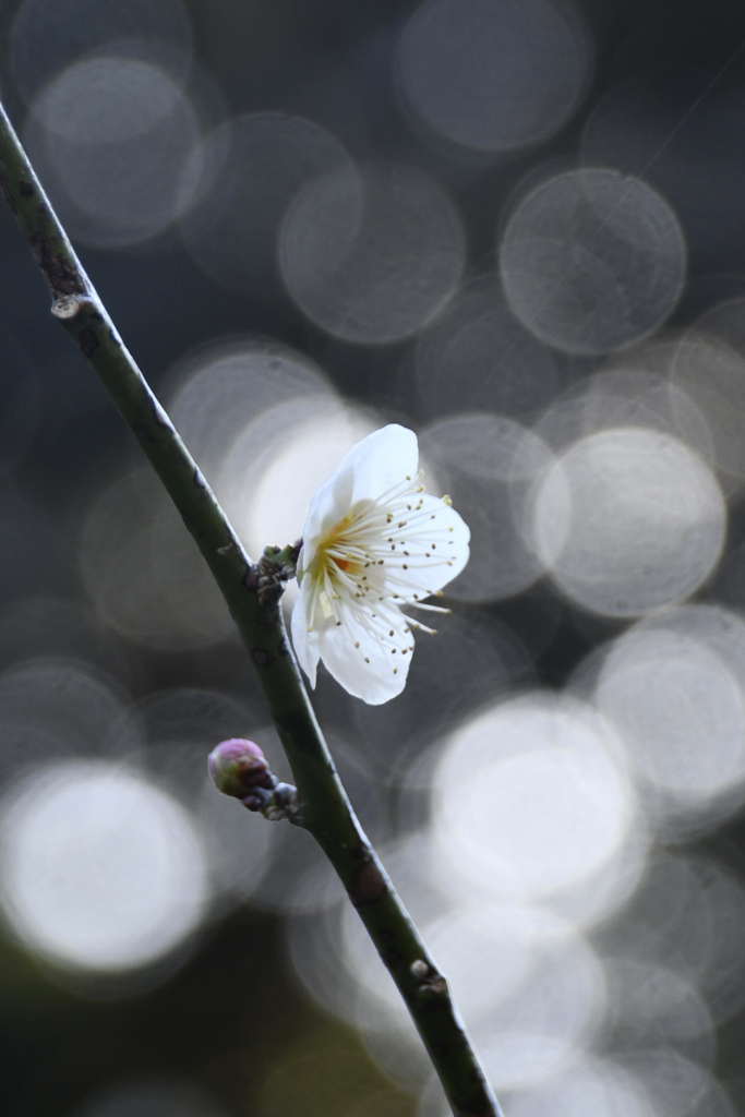 先駆けて咲く