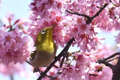 春が来た！