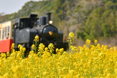 菜の花列車