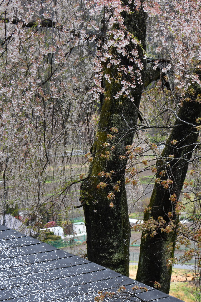 勝間薬師の枝垂桜