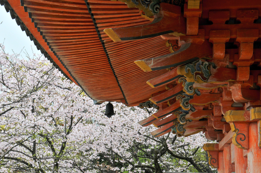 向上寺の桜