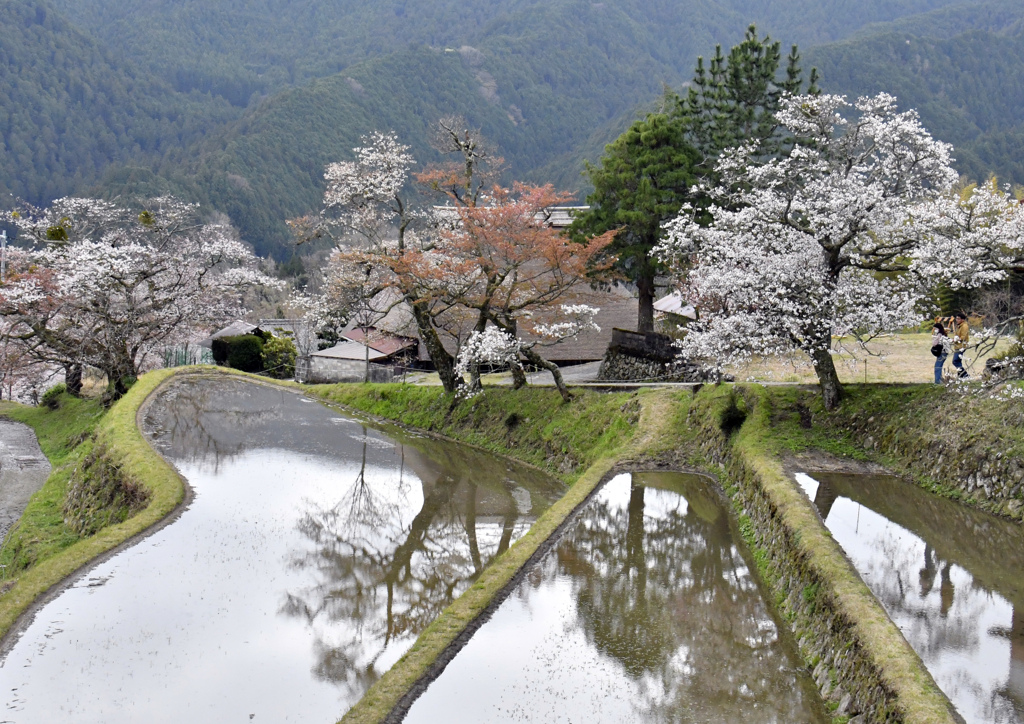 三多気の桜