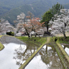 三多気の桜