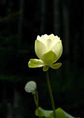 浄土に咲く花